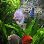 Classic Deep Blue Diamond Discus photo review