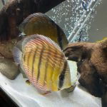 Premium Wild Discus Assortment photo review