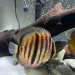 Premium Wild Discus Assortment photo review