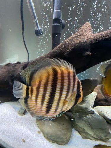 Wild Classic Brazilian Heckel Discus photo review