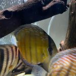 Premium Wild Discus Assortment photo review