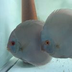 Blue Diamond Discus, Proven Breeding Pair photo review