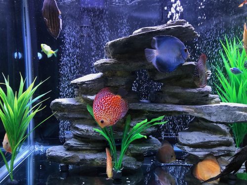 Cobalt Discus With Deep Blue Gene photo review