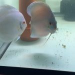 Blue Diamond Discus, Proven Breeding Pair photo review