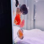 Super Eruption Discus, Blue Base photo review