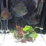 High Bodied Blue Tiger Turquoise Discus photo review