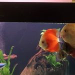 Fuji Red Discus photo review