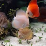 Golden Pearl Pigeon Snakeskin Discus photo review