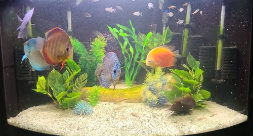 Classic Deep Blue Diamond Discus photo review