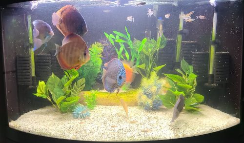 Classic San Merah Discus photo review