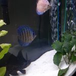 Galaxy Turquoise Discus photo review