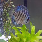 Galaxy Turquoise Discus photo review