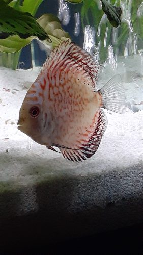 Golden Pigeon Leopard Discus, White Base photo review