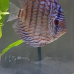 German Red Turquoise Discus, Red Base photo review