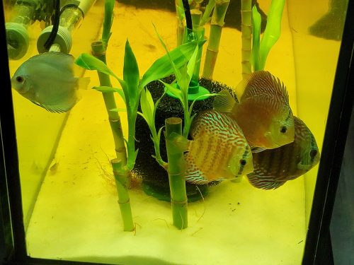 Classic Deep Blue Diamond Discus photo review