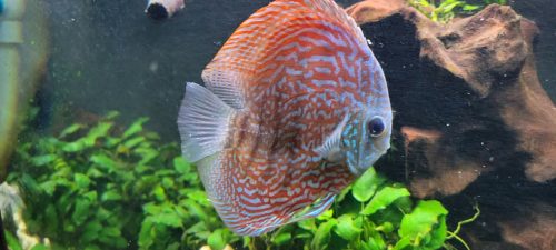 German Red Turquoise Discus, Red Base photo review