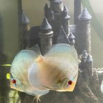 Cobalt Discus, Proven Breeding Pair photo review