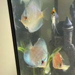 Cobalt Discus, Proven Breeding Pair photo review