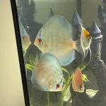 Cobalt Discus, Proven Breeding Pair photo review