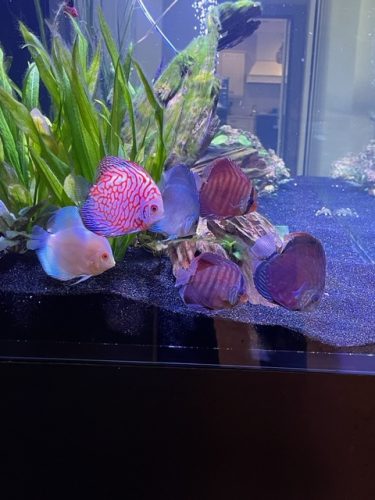 Albino Platinum Discus photo review