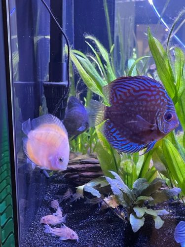 Penang Blue Knight Discus photo review