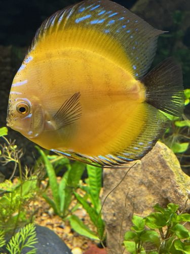 Yellow Rafflesia Discus photo review