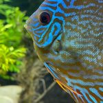 German Red Turquoise Discus, Blue Base photo review