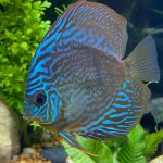 German Red Turquoise Discus, Blue Base photo review