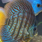 German Red Turquoise Discus, Blue Base photo review