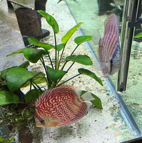 German Red Turquoise Discus, Red Base photo review