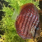 German Red Turquoise Discus, Red Base photo review