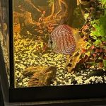 German Red Turquoise Discus, Red Base photo review