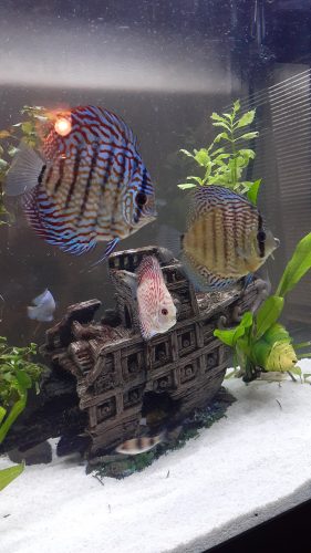 Galaxy Turquoise Discus photo review