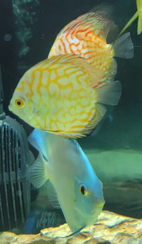 Golden Pearl Pigeon Snakeskin Discus photo review