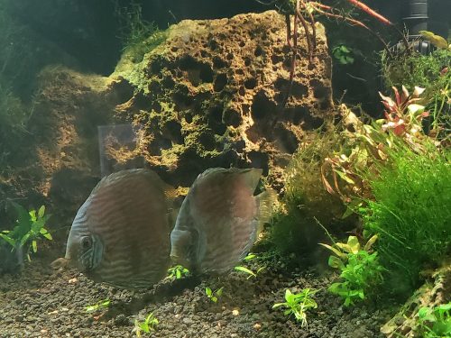 Wild Yellow-Faced Blue Nhamunda Heckel Discus photo review