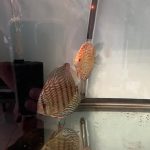 German Red Turquoise Discus, Red Base photo review