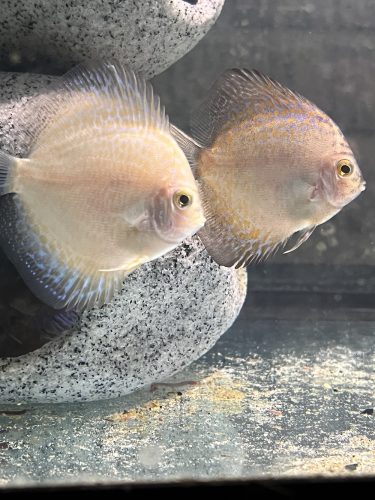 Golden Leopard Discus, Red Base photo review