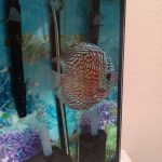 German Red Turquoise Discus, Red Base photo review