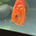 Marlboro Red Panda Discus photo review