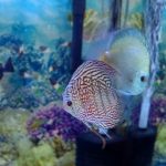 German Red Turquoise Discus, Red Base photo review