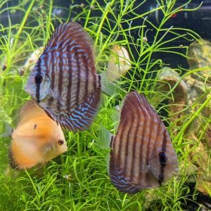 Silver Pigeon Leopard Discus photo review