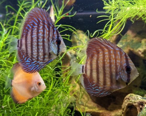 German Red Turquoise Discus, Red Base photo review