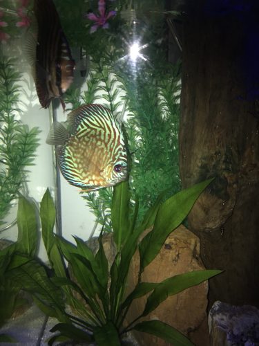 Blue Tiger Turquoise Discus photo review