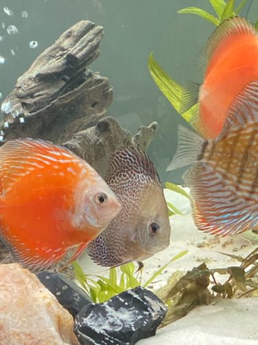 Super Eruption Discus, Blue Base photo review