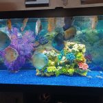 Neon Sapphire Discus photo review