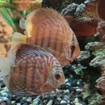 German Red Turquoise Discus, Blue Base photo review