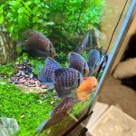 Penang Blue Knight Discus photo review