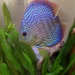 Blue Tiger Turquoise Discus photo review