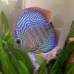 Blue Tiger Turquoise Discus photo review