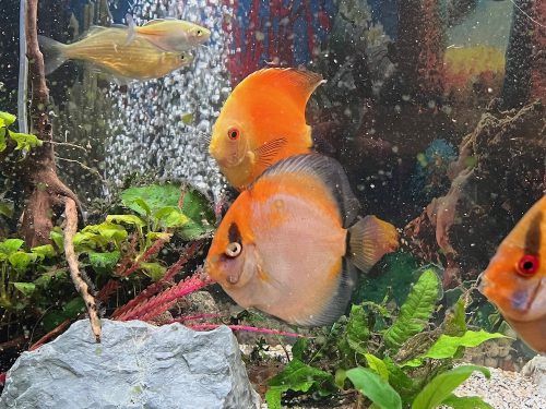 Golden Calico Discus photo review